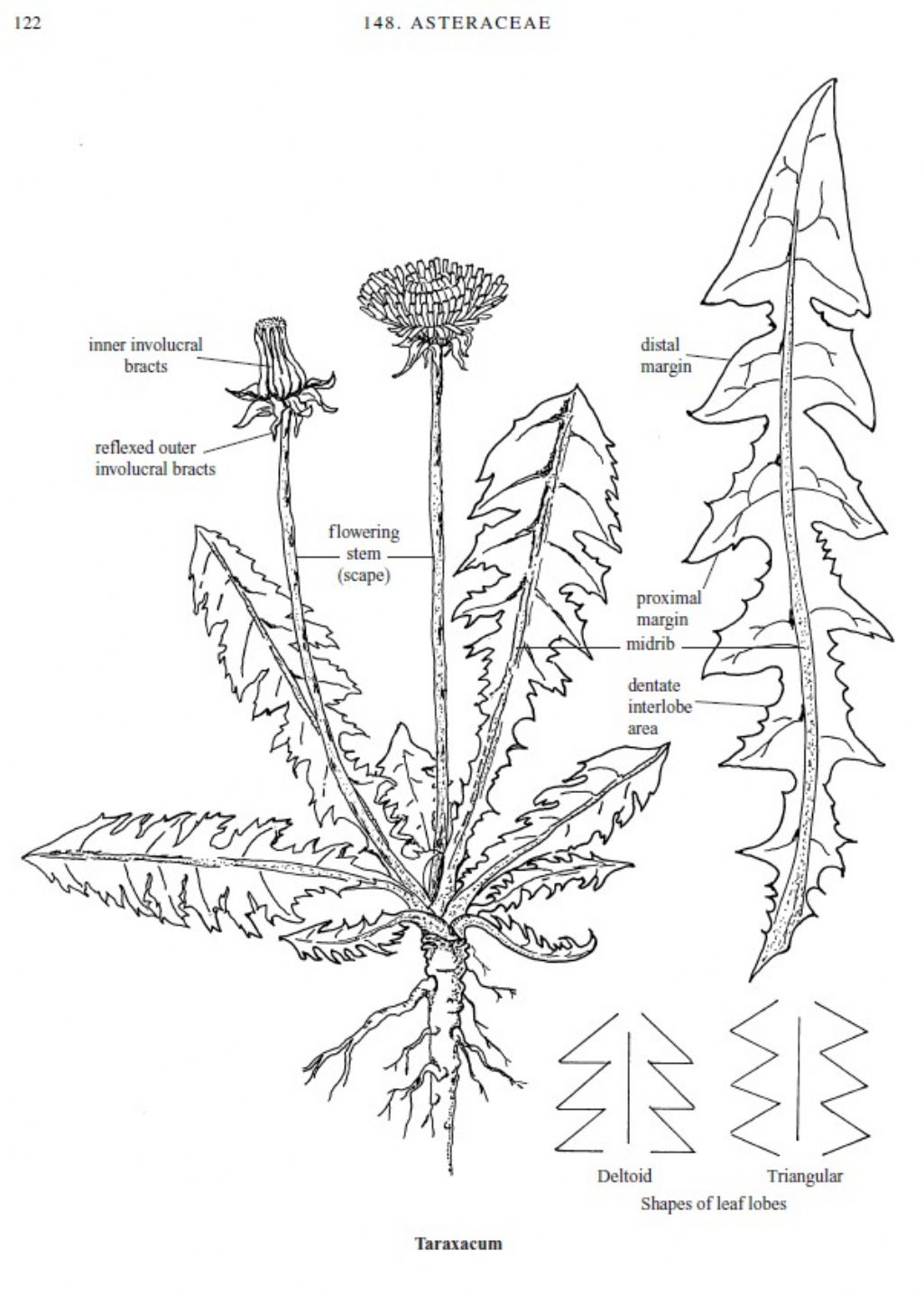 Un tarassaco...quale? Taraxacum sect. Taraxacum